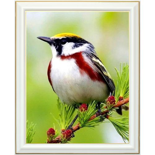 Diamond painting - Paruline à flancs marron