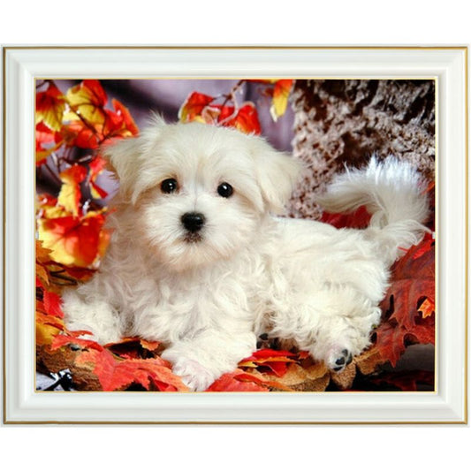 Broderie diamant - Bichon Maltais