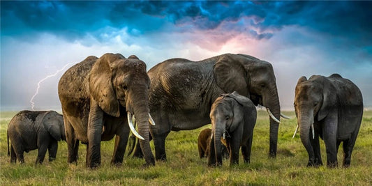 Broderie diamant XXL - Éléphants