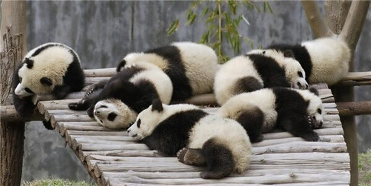 Broderie diamant XXL - Panda