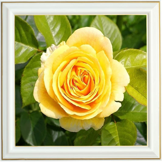 Peinture diamant - Rose jaune