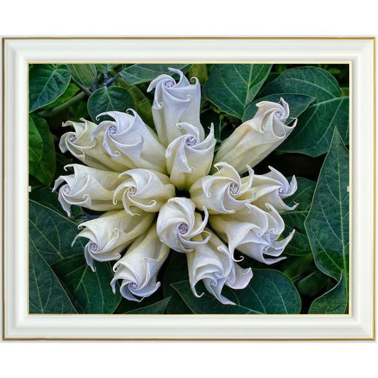 Broderie diamant - Datura inoxia