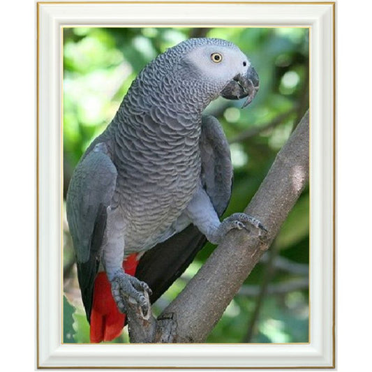 Broderie diamant - Perroquet gris